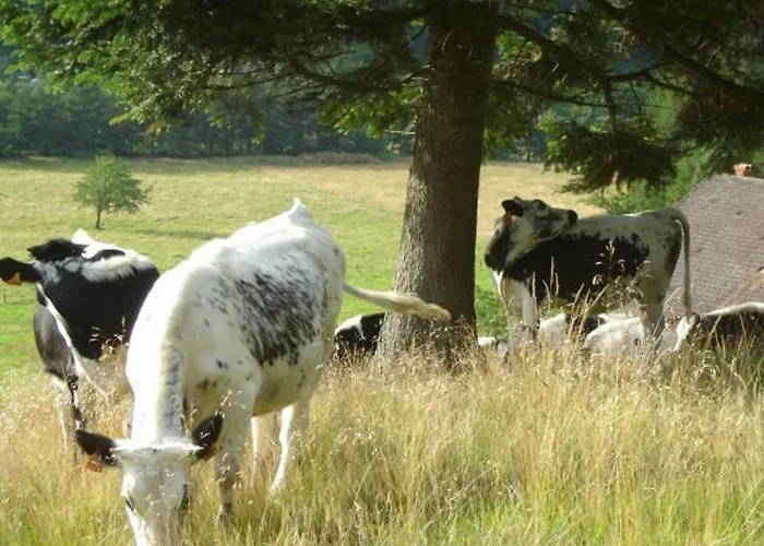 Maison De Montagne A La Bresse, 2 Chambres, Confort Et Activites, Garage, Wifi Inclus - Fr-1-589-152 Prázdninový dům *